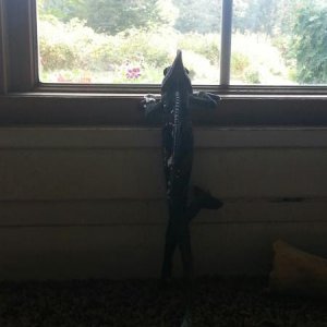 He wants to go outside so bad. Doesn't understand its still cold even if the sun is out
