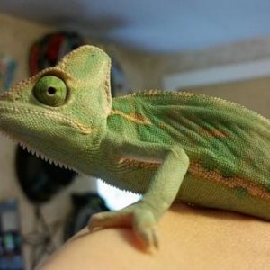 Rango