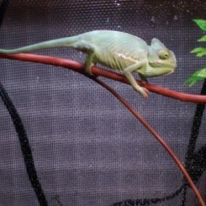 Chomper