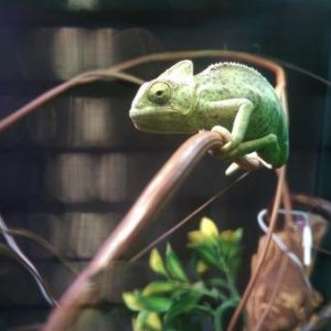 My handsome boy Chomper