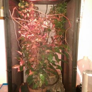 Cage as of right now still need to setup the reptirain. Love that Ficus plant and so does he.