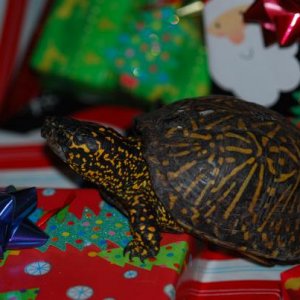 Bart loved to hang out under the Christmas tree 12/13/14 #023