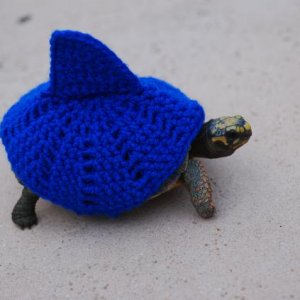 Teddy 1 year and 4 months old  in his shark cozy, weighing 352 grams 9/28/14   #558