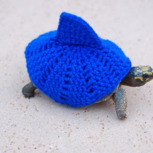Teddy 1 year and 4 months old  in his shark cozy, weighing 352 grams 9/28/14   #620