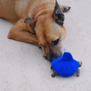 Red and Teddy 1 year and 4 months old  in his shark cozy, weighing 352 grams 9/28/14  608