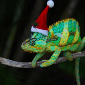 Sage didn't mind wearing his Christmas hat at all. Just shy of 21 months old and weighing 224 grams 12/24/14   #083