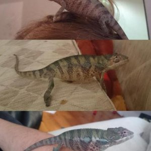 October 14 - Nosy's first month with us. Nosy was around 6 months old when we got him and was the smallest and last of his brothers left for sale. He