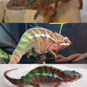 December 14 - Nosy's reds are really starting to come through. One Shed in December.