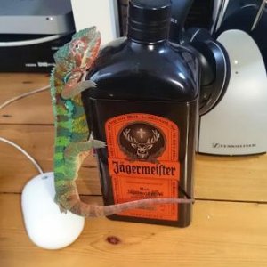 Again Nosy has escaped his tree and we find him hugging the Jäger