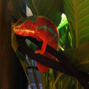 Nacho Pink PJ's - He looks almost Hot Pink when he first wakes up - (8 months)