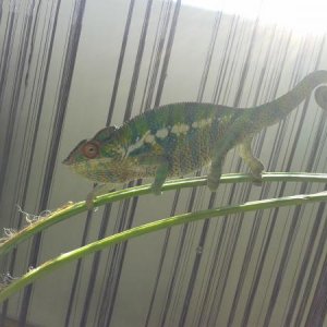 Mojito