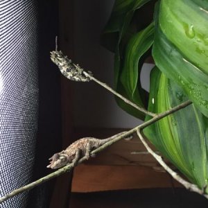 Couple of jacksonii sharing a branch for a minute while cages are being cleaned
