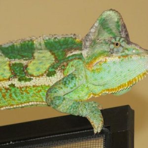 IMG 3954