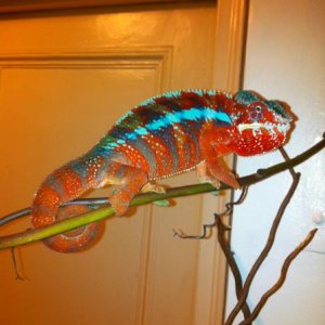 free ranging Jan 24th 201
