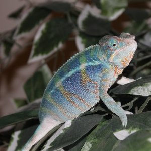 4.5 months old