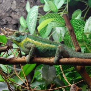 chameleo trioceros jacksonii 3
