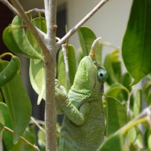 1 year old female breeding female Mt. Meru Jackson's chameleon.