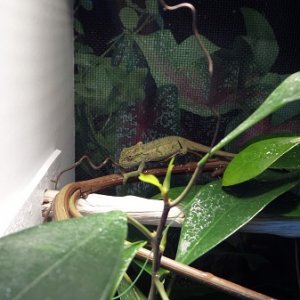 female b.thamnobates @3months