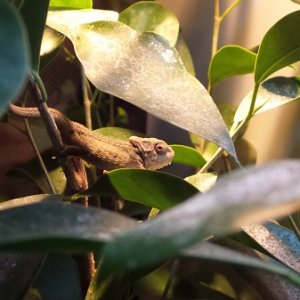 male b.thamnobates @3months