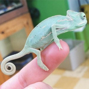 Day 1 in the reptile store