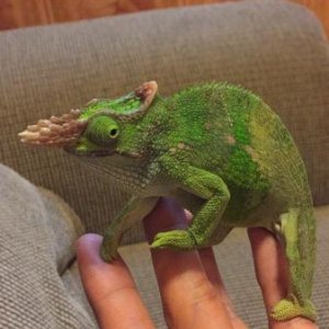 My Bros Fischers chameleon