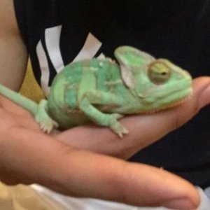 My very first chameleon the Veiled his name is squirt btw lol