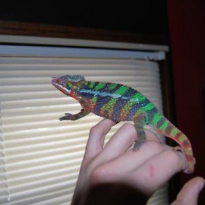 He loves coming out to hangout