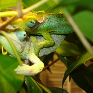 Breeding pair