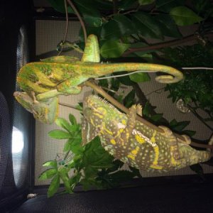 ZILLA & LEGO.... Chilling like villains