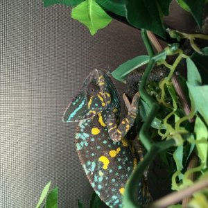 QUEEN Z...ZILLA