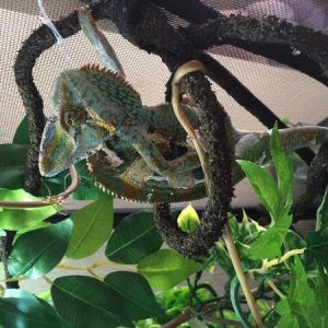 LEGO... My male chameleon