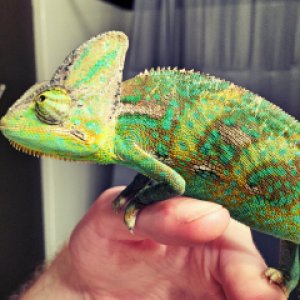 He gets bright when he's out of his cage.