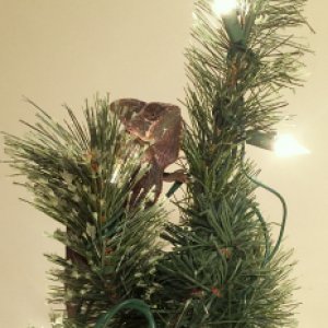 Holiday Flash
