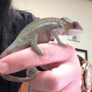 My new baby blue bar ambilobe Panther chameleon Boris. He has had some major health issues that I was unaware of when I purchased him but thankfully h