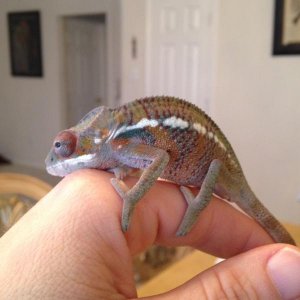My little panther chameleon is doing much better today and showing some beautiful colors