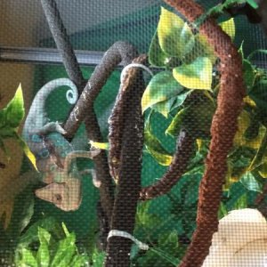 The shy guy