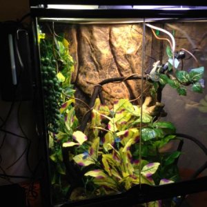 Terrarium setup in December 2014. Since then we have gotten a larger water tank system