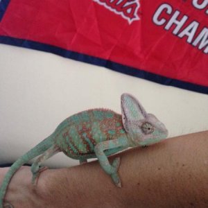 Spidey - We got them from a local breeder, and apparently their spikes along their back and underneath their chin are orange which is specific to this