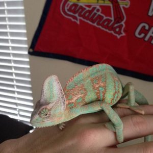 Spidey - We got them from a local breeder, and apparently their spikes along their back and underneath their chin are orange which is specific to this
