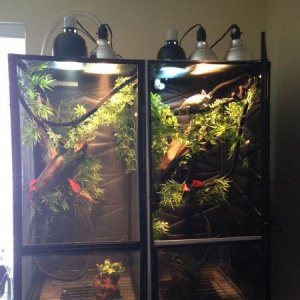 Their newer home, still have plans to make my own though, something they will have plenty of room in as they grow