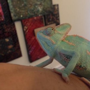 This is Spidey, LOVE his colors and his totally easy-going personality!