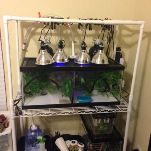 This was their first home when they were only an inch or two long, never had any issues but they sure grew quickly - and of course had to move into th