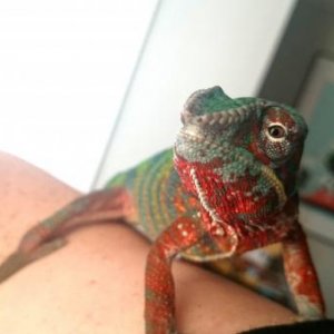 Little Nosy posing during one of his marauding adventures outside his enclosure