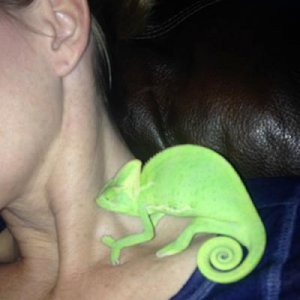 DemiSleeping - She crawled up on my mom's shoulders to go to sleep at night when she was little.