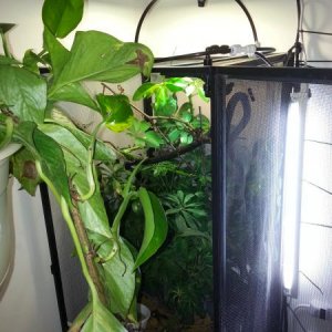 small enclosure, solar glo 125, Happy-made MistKing rain dome, 65k full spectrum(live plants)