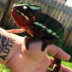 First time he had been outside, he loved the sun. Hated the barking dogs.