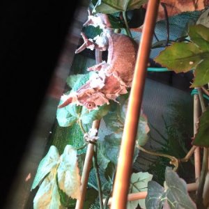 DORA SHEDDING 3rd TIME