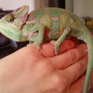 Zeus..March 2015