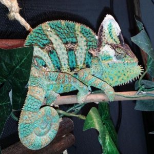 Rescued Veiled cham Prince