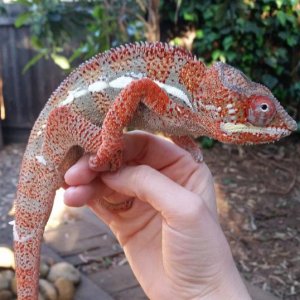 Pebbles firey red